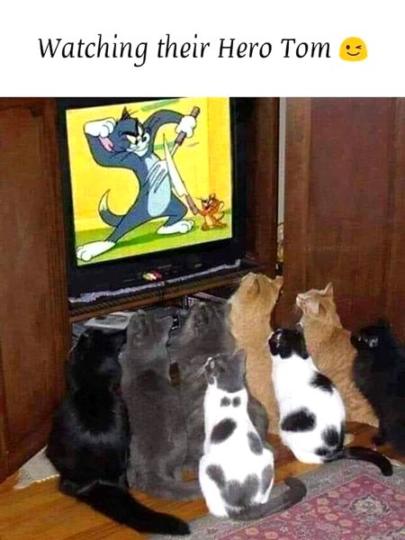 Memes & Satire image