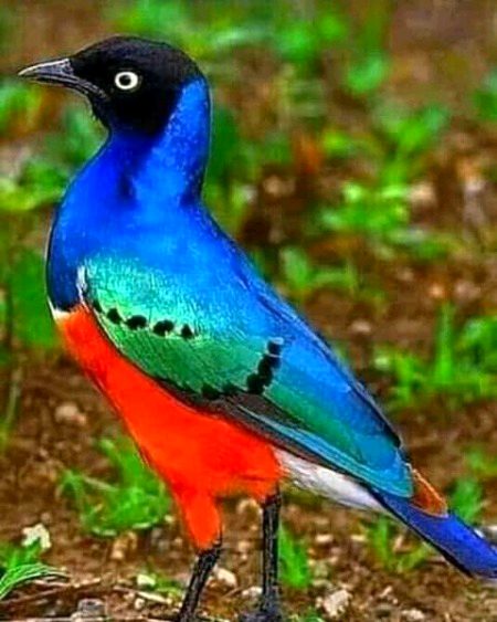 Beautiful Nature image