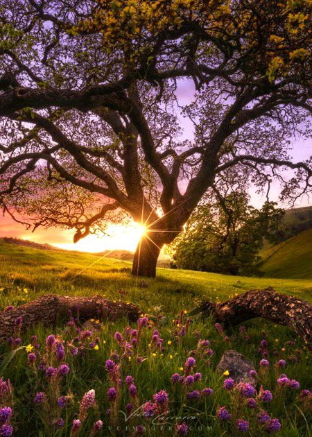 Beautiful Nature image