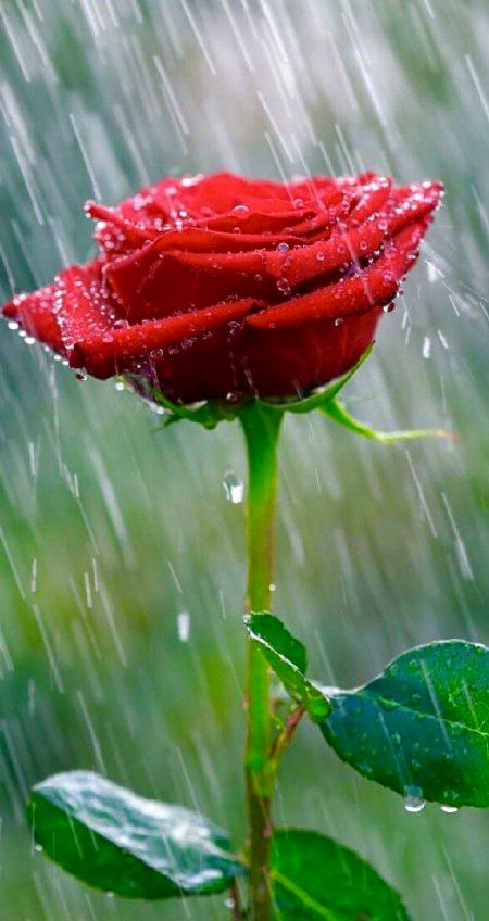 Beautiful Nature image