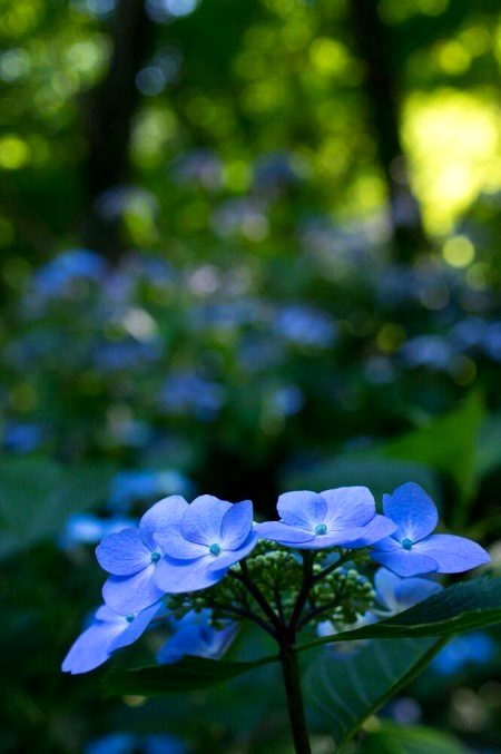 Beautiful Nature image