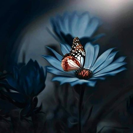 Beautiful Nature image