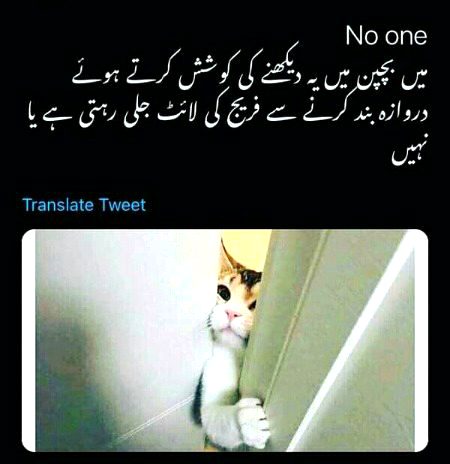 Memes & Satire image