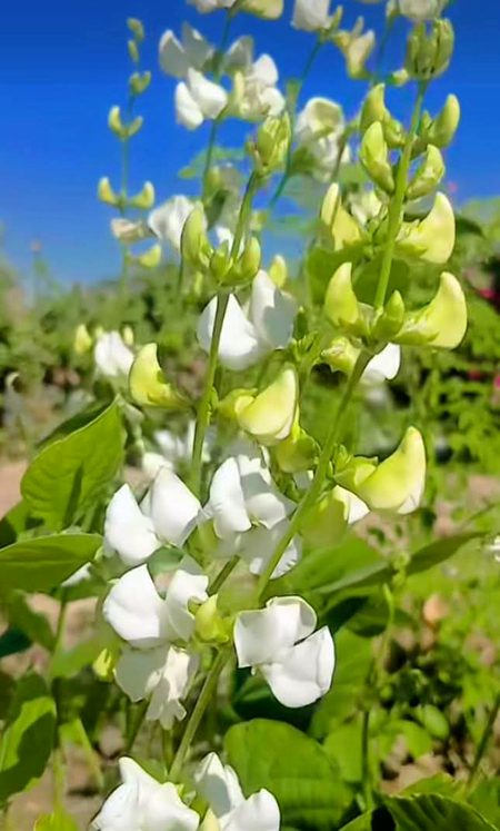 Beautiful Nature image