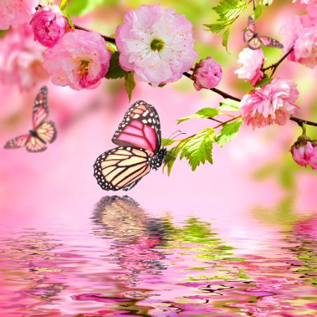 Beautiful Nature image