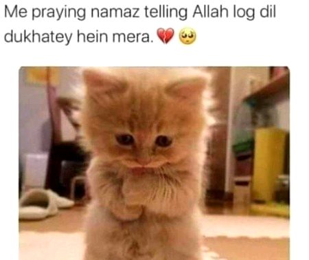 Memes & Satire image