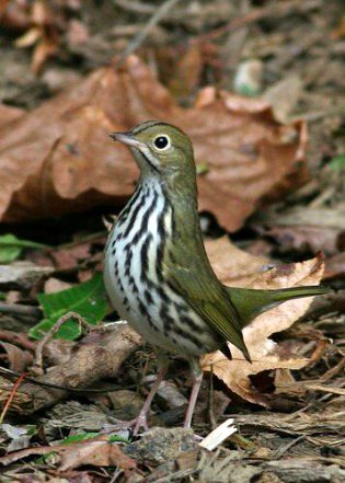 Beautiful Nature image