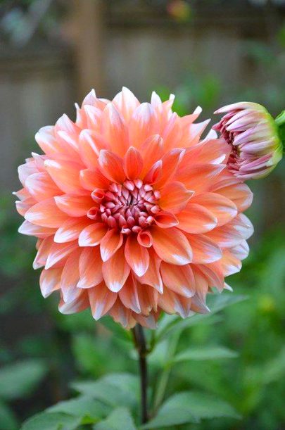 Beautiful Nature image