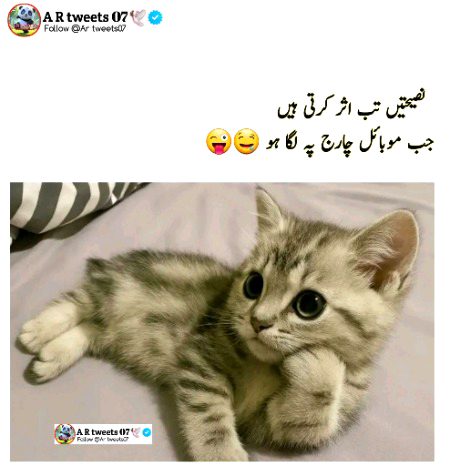 Memes & Satire image