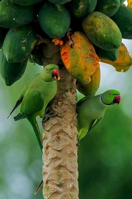 Beautiful Nature image