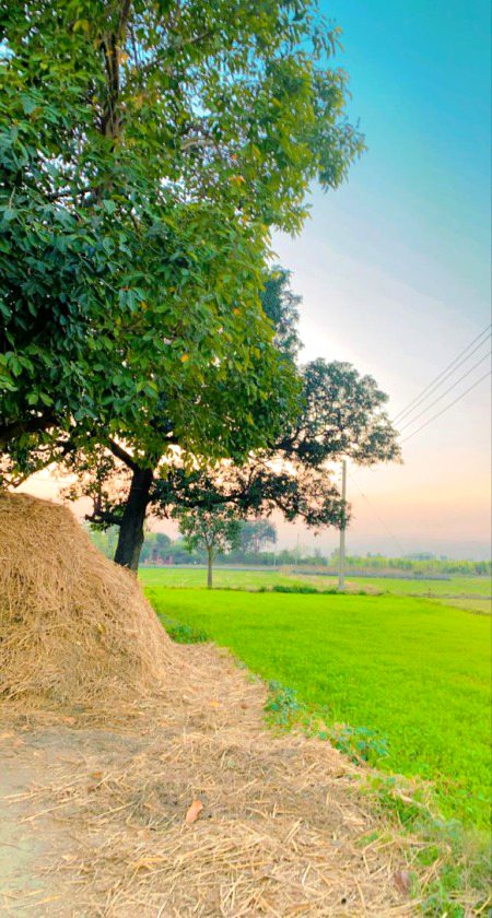 Beautiful Nature image