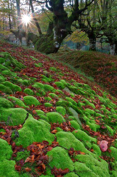 Beautiful Nature image