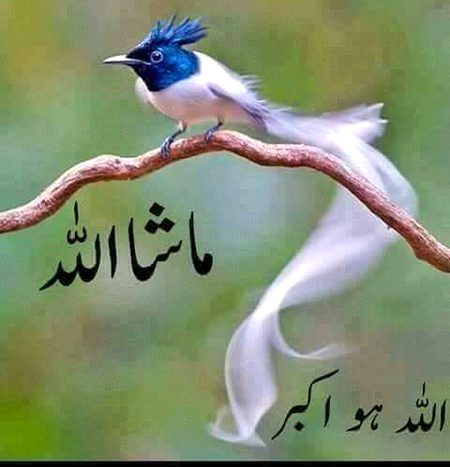 Beautiful Nature image
