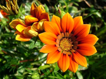 Beautiful Nature image