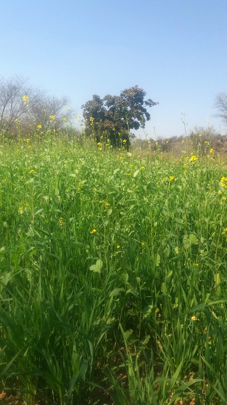 Beautiful Nature image