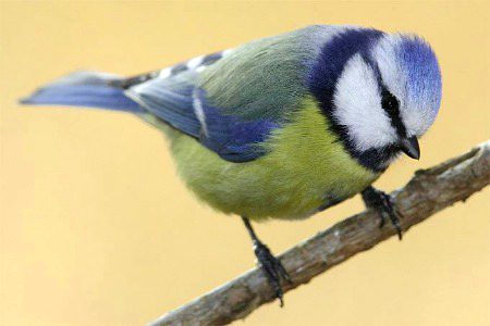 Beautiful Nature image