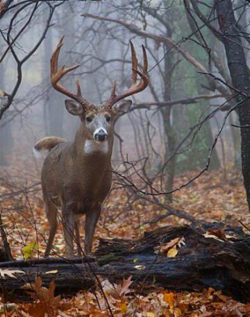 Beautiful Nature image