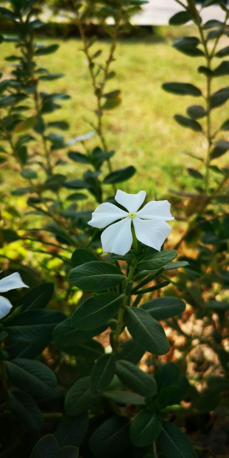 Beautiful Nature image