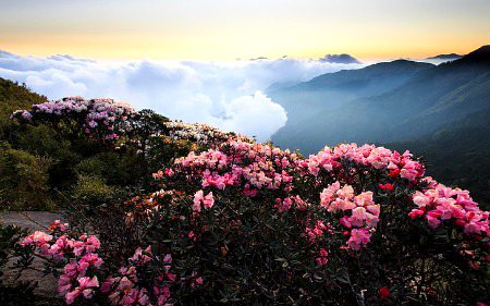 Beautiful Nature image