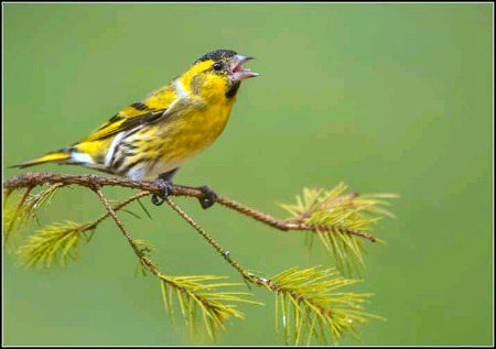 Beautiful Nature image