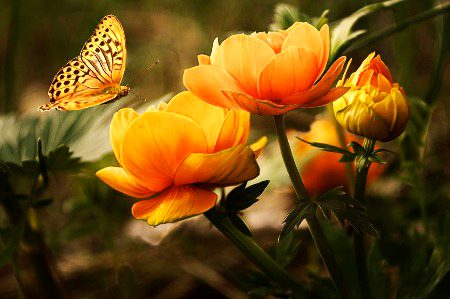 Beautiful Nature image