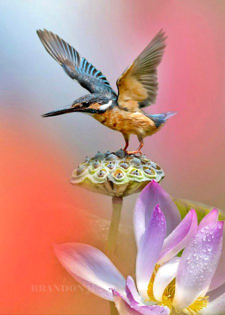 Beautiful Nature image