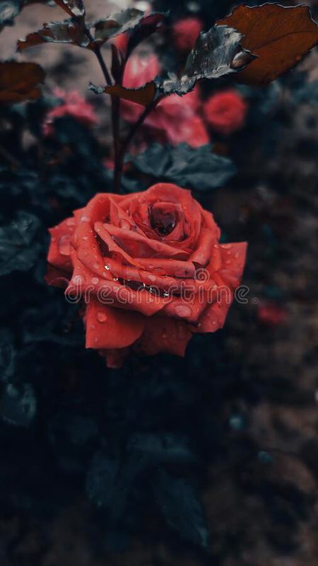 Beautiful Nature image