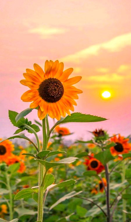 Beautiful Nature image